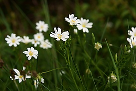 Blumenwiese