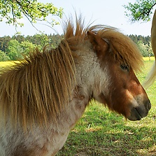 Pony am Kulturlandschaftspfad