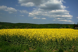 Rapsfeld bei Hausen