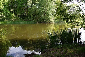 Weiher-Biotop