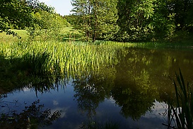 Weiher-Biotop