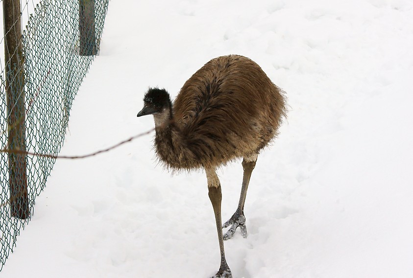 Emu im Schnee