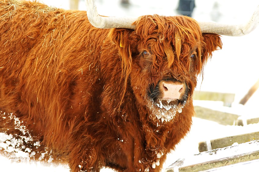 Highland Cattle