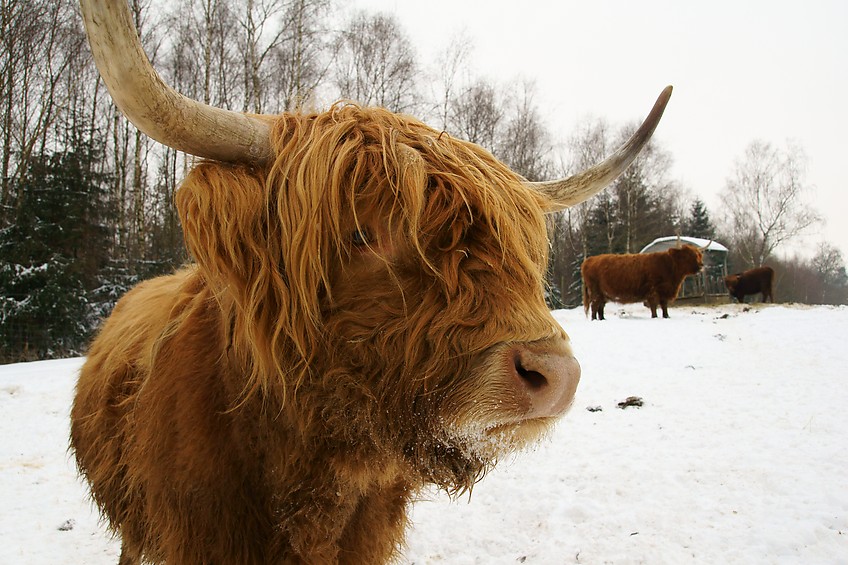Highland Cattle
