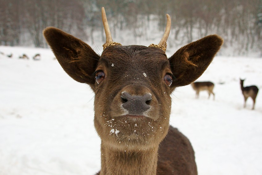 Junger Dammhirsch Nahaufnahme