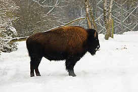 Bison