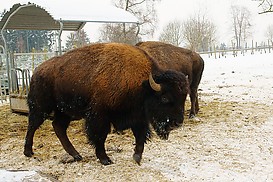 Bison Nahaufnahme