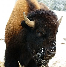 Bison