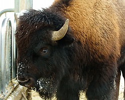 Bison