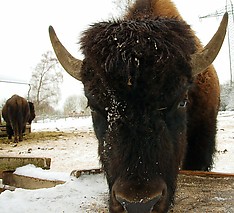 Bison