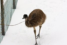 Emu im Schnee
