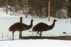 Emus im Freigehege