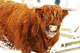 Highland Cattle