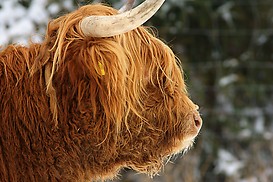 Highland Cattle