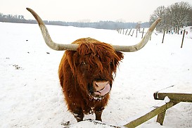 Highland Cattle