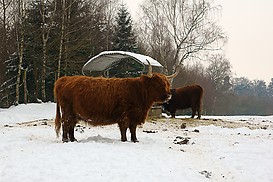 Highland Cattle