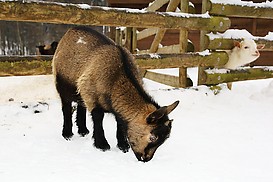 Junge Ziege im Schnee
