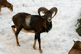 Mufflonbock