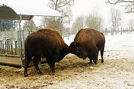 Auch Bisons streiten