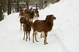 Verfolgt vonMufflons