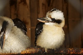 Vogelpaar Lachender Hans