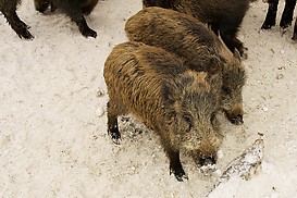 Junge Wildschweine