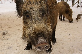 Wildschwein