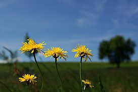 Blumen am Wegrand