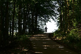 Durch den Wald nach Allenfeld