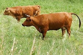 Bulle und Kuh auf Rheinwiese