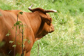  Kuh auf Rheinwiese