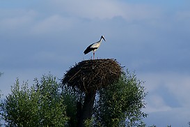 Storch auf Nistplatz