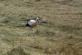 Storch auf Rheinwiese.jpg