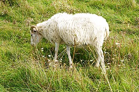 Schaf auf Wiese