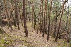 Wald im Bodental