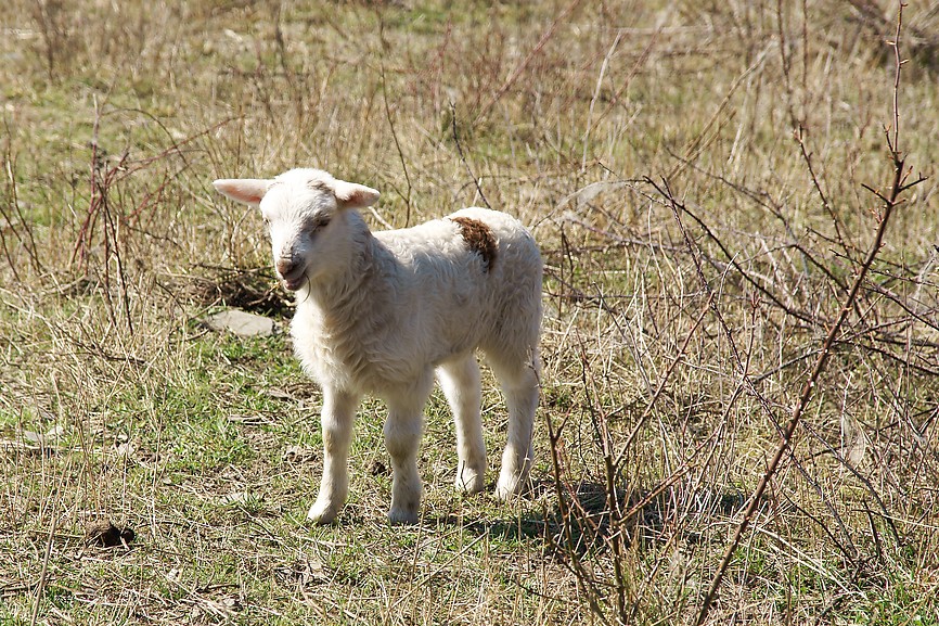 Kleines Lamm bei Lorchhausen