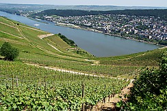 Weinlage Drachenstein