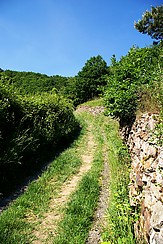 Rheinsteig unter dem Niederwald