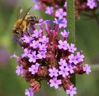 Hier geht's den Bienen richtig gut