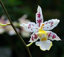 Orchidee im Bl?tenhaus