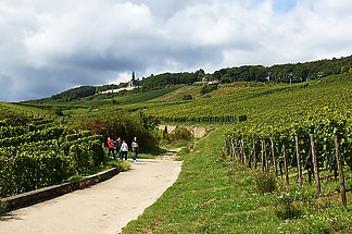 Spazierg?nger in den Weinbergen