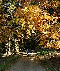 Herbstwald auf dem Herzogsweg