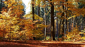 HerbstwaldBeiBleidenstadt.jpg
