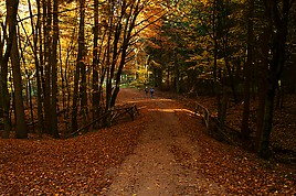 Herbstwald auf dem Herzogsweg