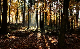 HerbstwaldHerzogsweg2.jpg