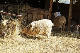 Schafe am Schweizerhaus