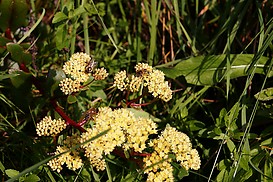 Blumen und Bienen am Wegrand