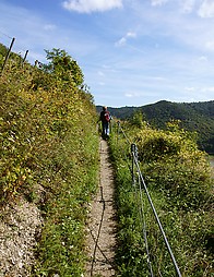 Pfad auf Rheinburgenweg