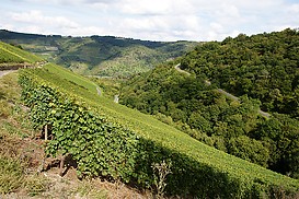 Weinlage Dellhofener Roemerkrug