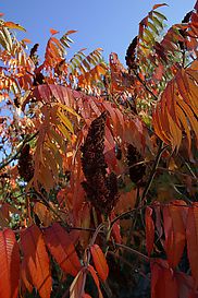 Essigbaum in Herbstfarben